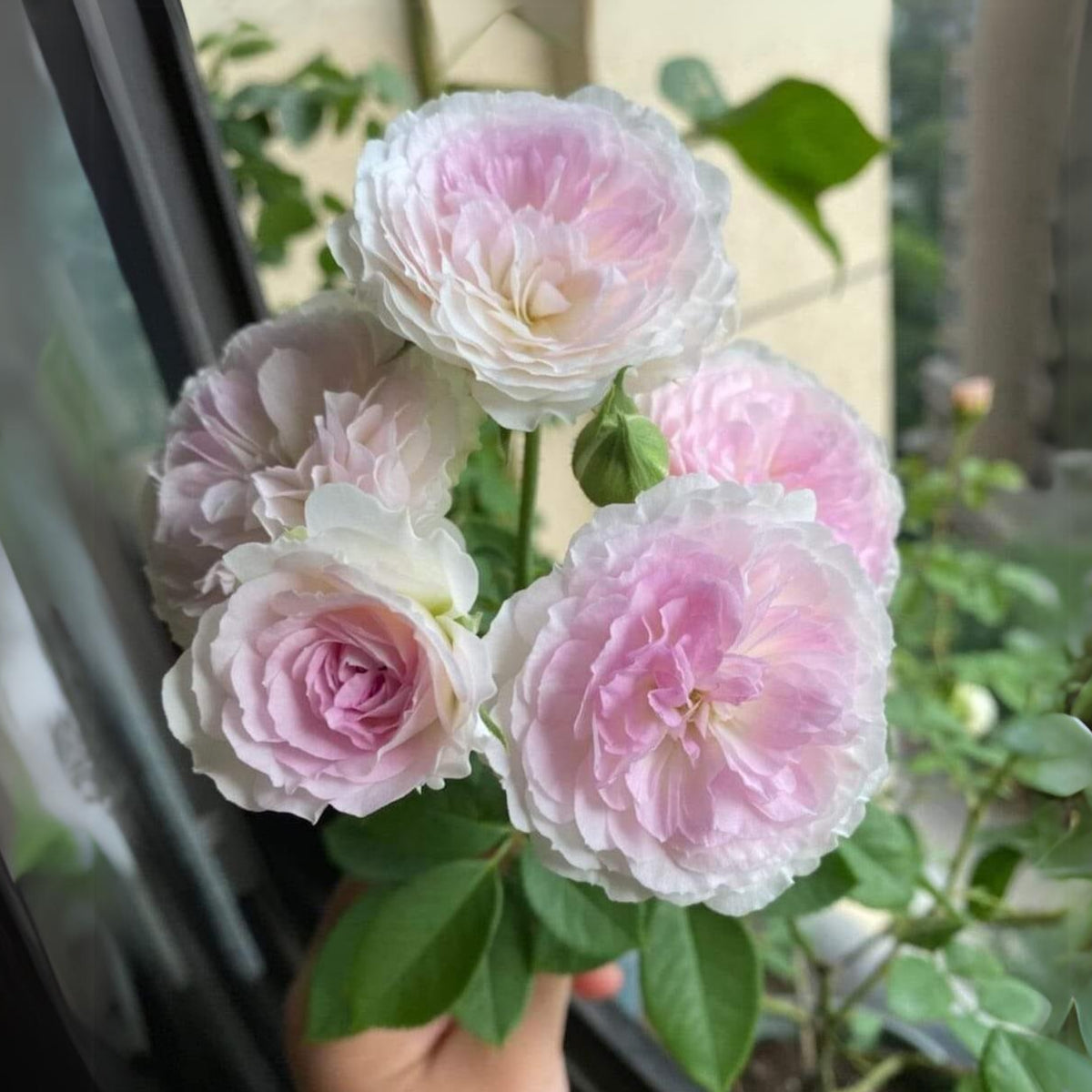 Blue Moonstone Rose Seeds, 30+ seeds