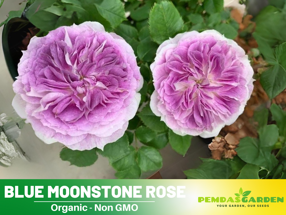 Moonstone Ruffle Roses 30+ Seeds| Blue Moonstone Rose Seeds #1154 – PEMDASGARDEN