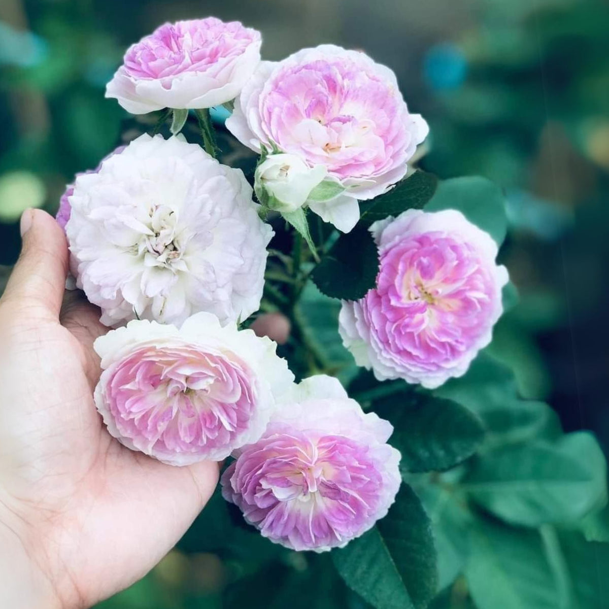 Blue Moonstone Rose Seeds, 30+ seeds