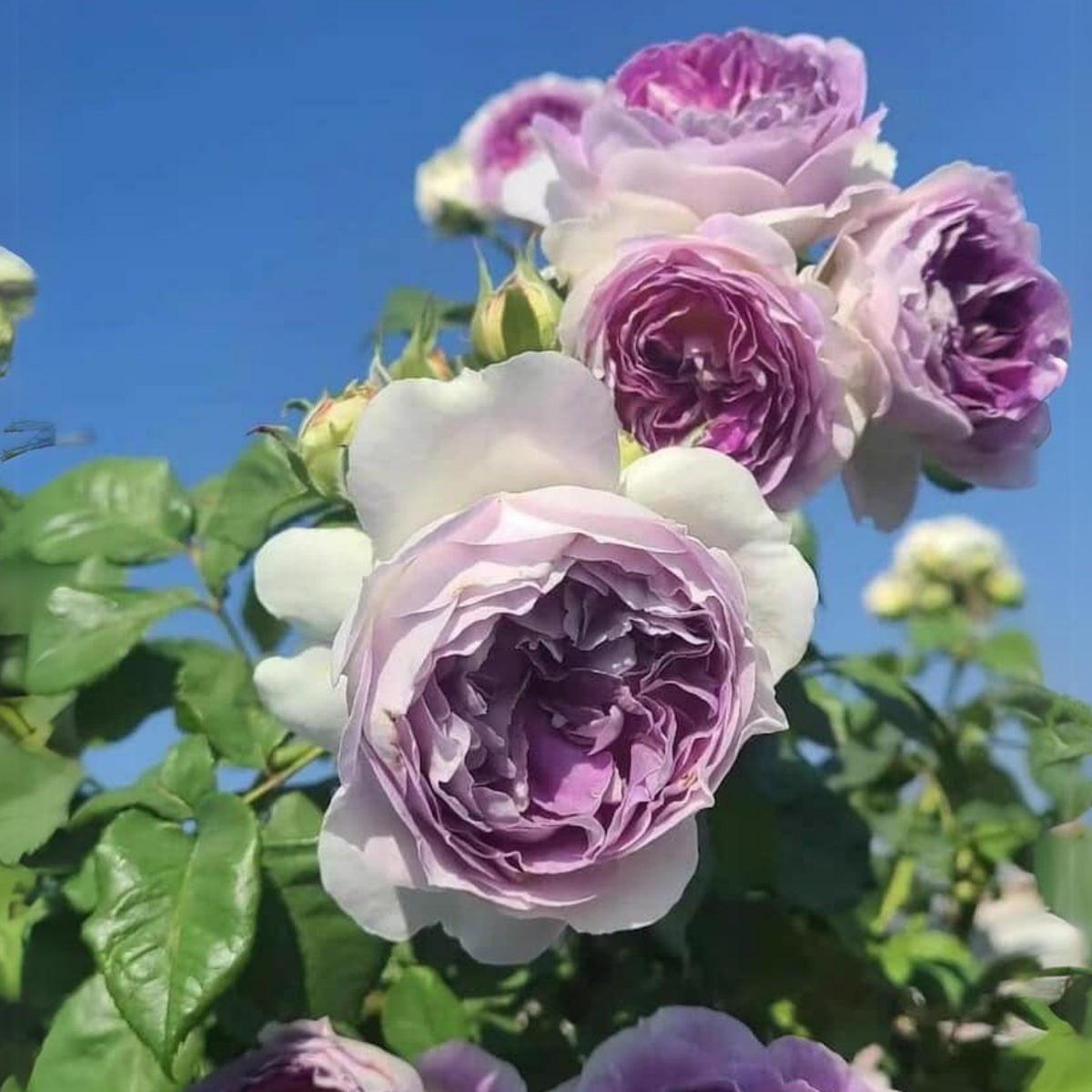 Blue Moonstone Rose Seeds, 30+ seeds