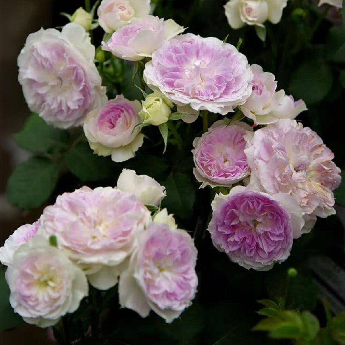 Blue Moonstone Rose Seeds, 30+ seeds