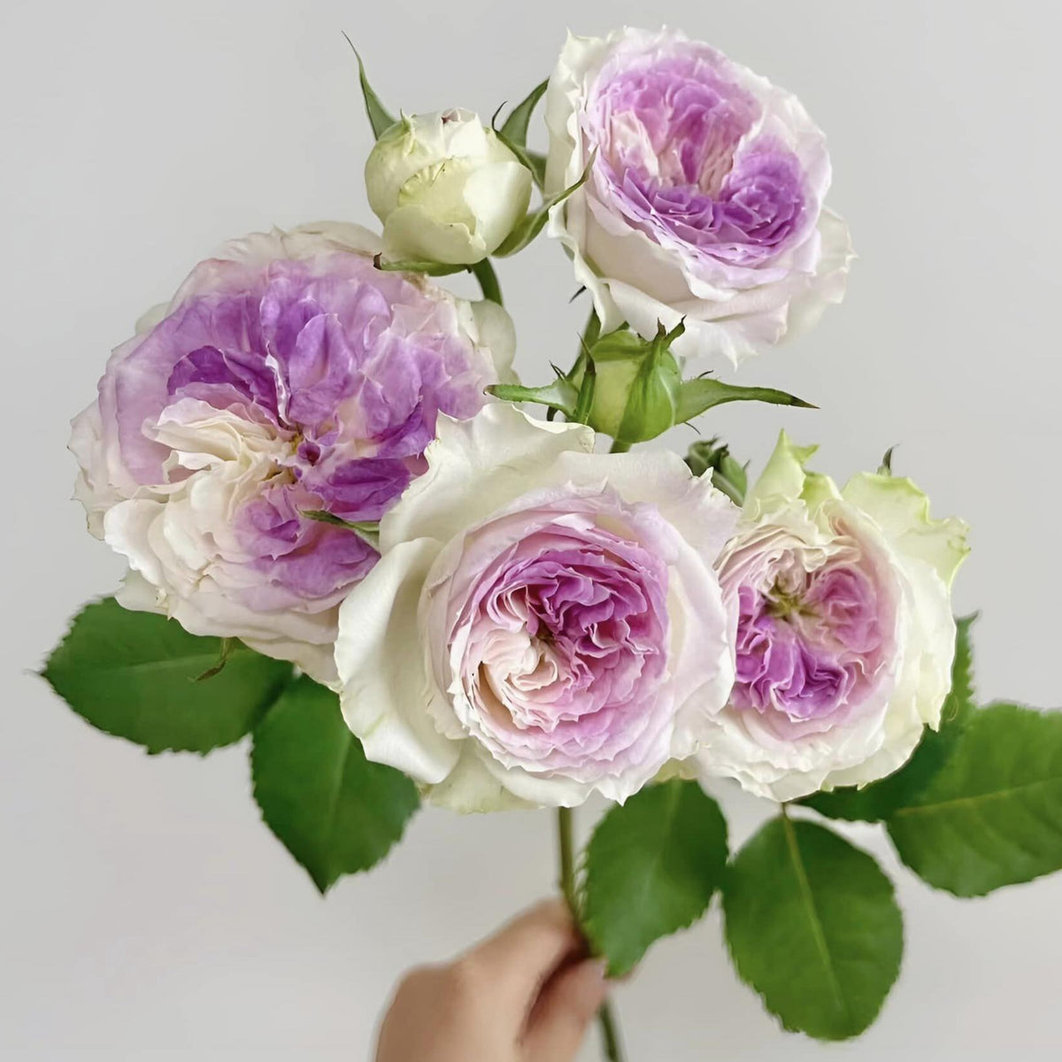 Blue Moonstone Rose Seeds, 30+ seeds