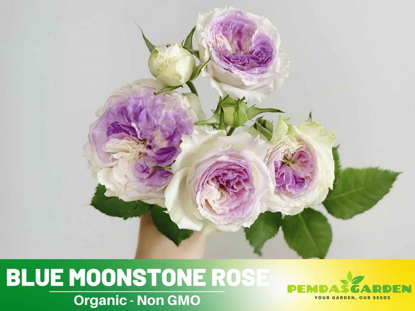 stone flower seeds 30+ Seeds| Blue Moonstone Rose Seeds #1154 – PEMDASGARDEN