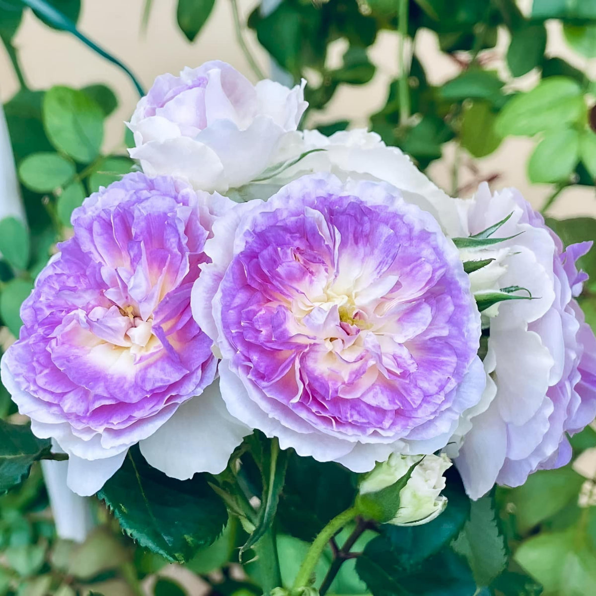 Blue Moonstone Rose Seeds, 30+ seeds