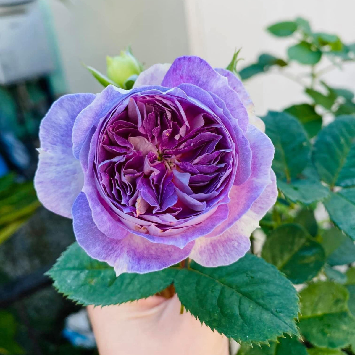 Blue Moonstone Rose Seeds, 30+ seeds
