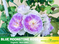 30+ Seeds| Blue Moonstone Rose Seeds #1154