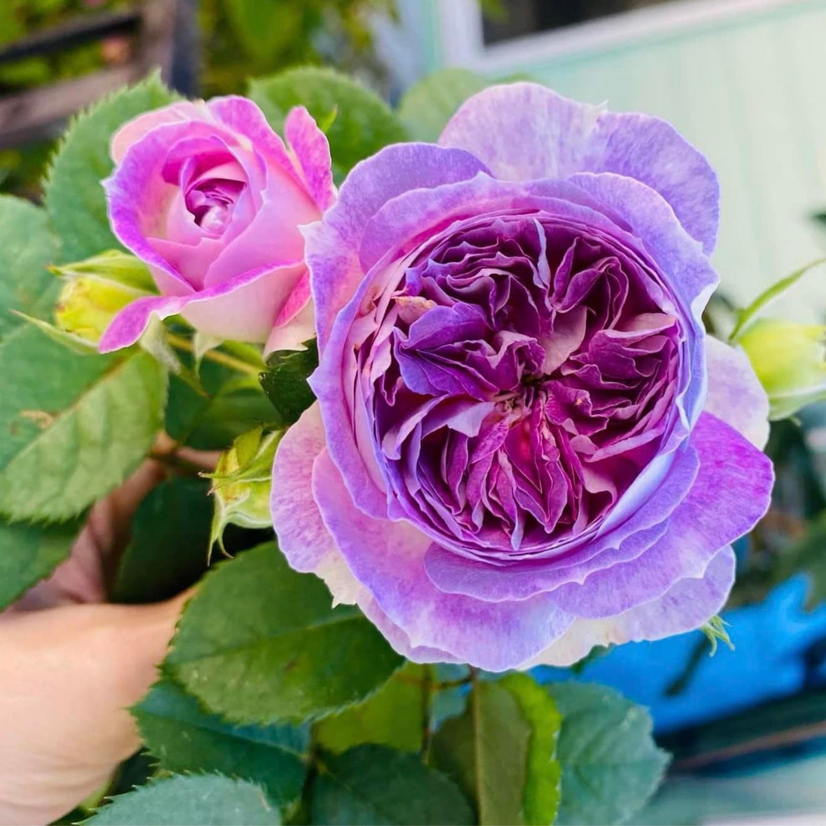Blue Moonstone Rose Seeds, 30+ seeds