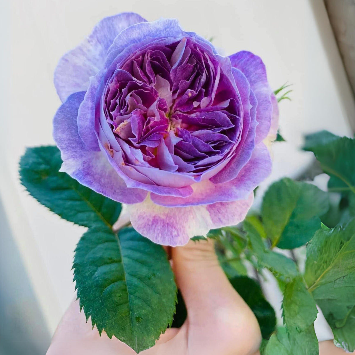 Blue Moonstone Rose Seeds, 30+ seeds