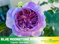 30+ Seeds| Blue Moonstone Rose Seeds #1154
