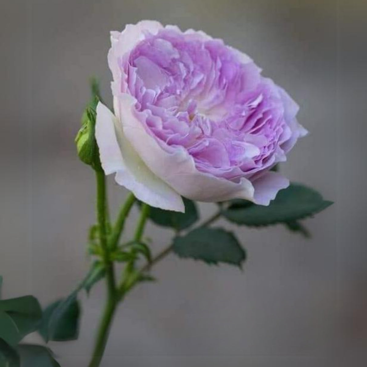 Blue Moonstone Rose Seeds, 30+ seeds