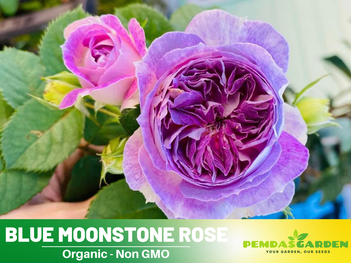 30+ Seeds| Blue Moonstone Rose Seeds #1154