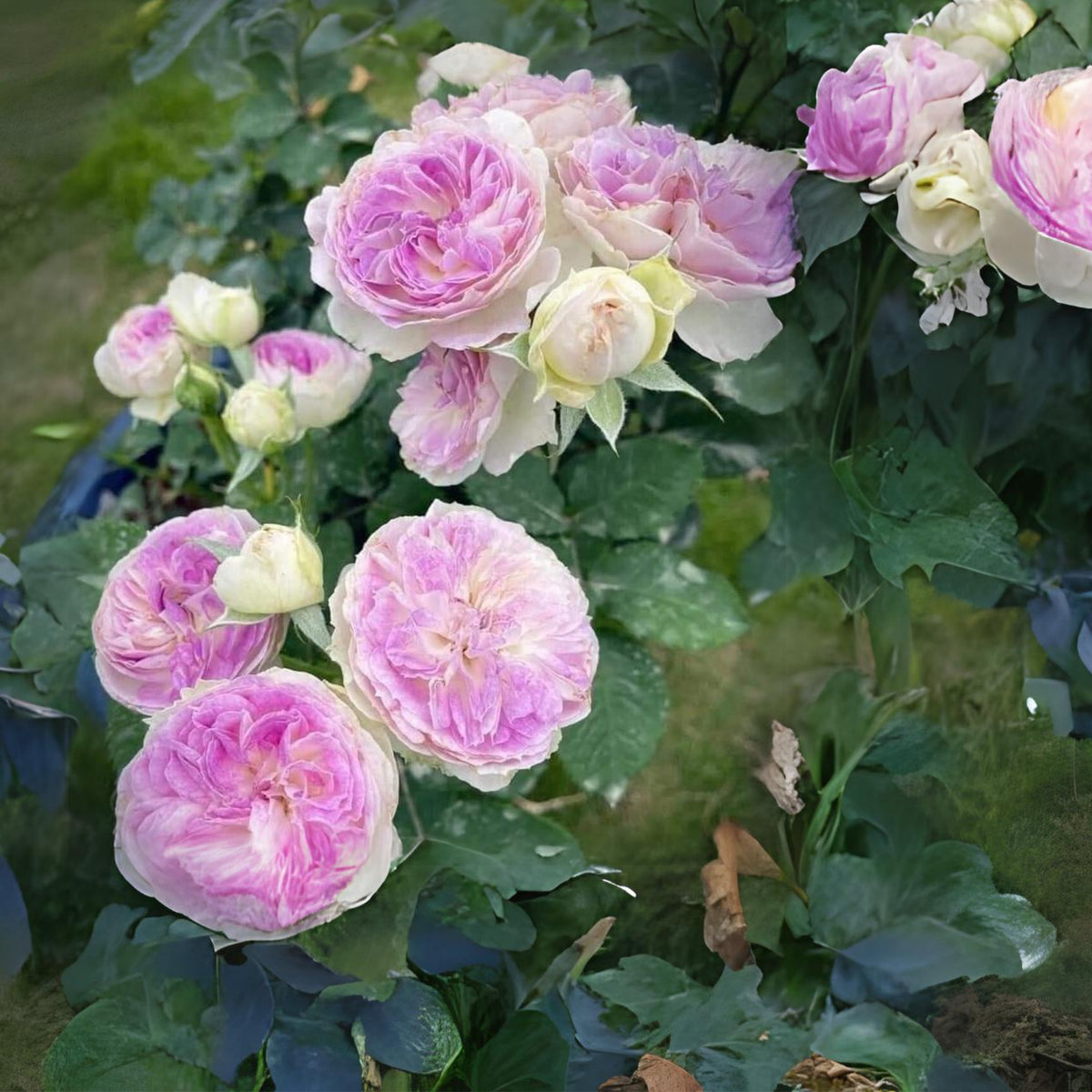 Blue Moonstone Rose Seeds, 30+ seeds