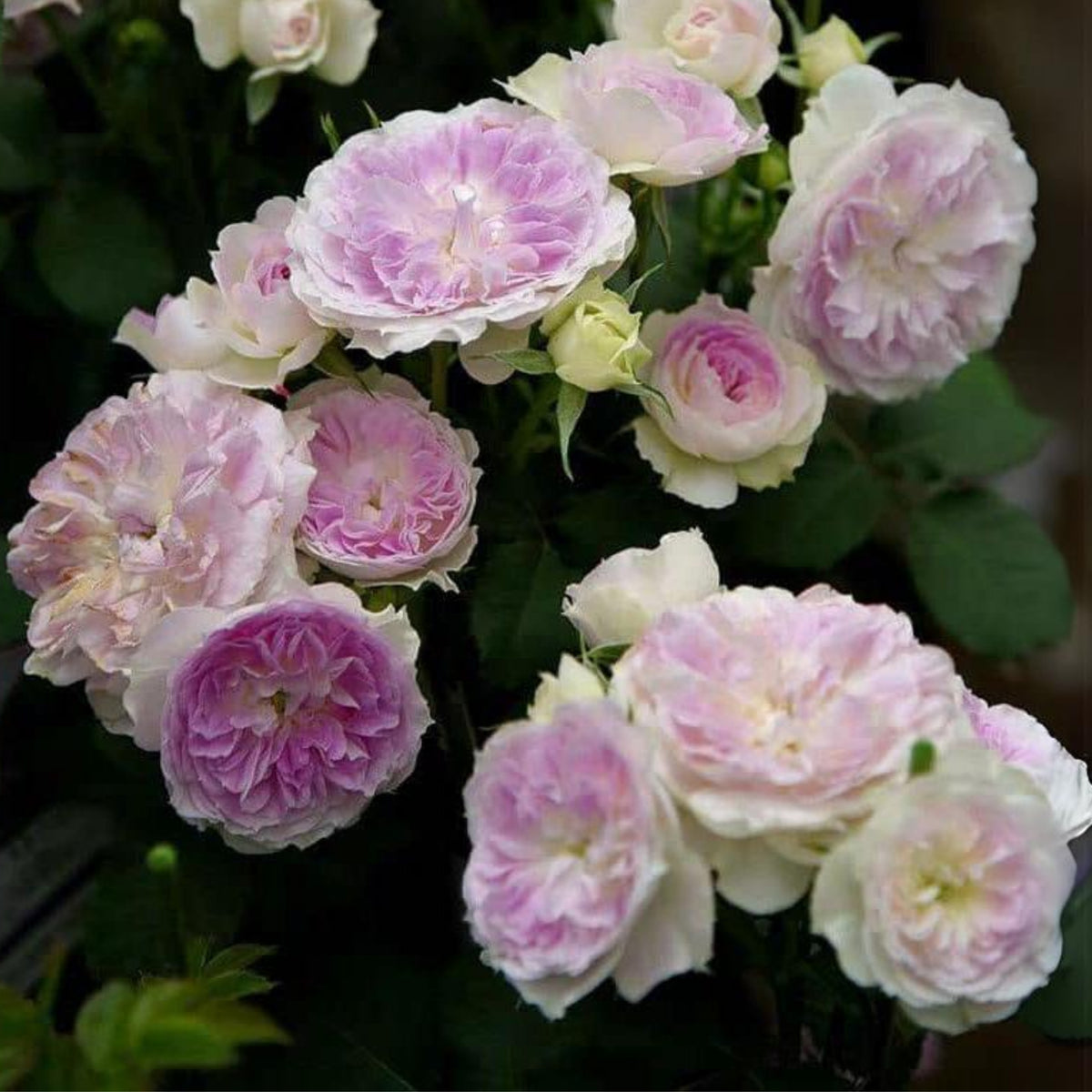 Blue Moonstone Rose Seeds, 30+ seeds
