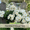 30+ Seeds| Friendship Of Stranger Rose Seeds  - 1155