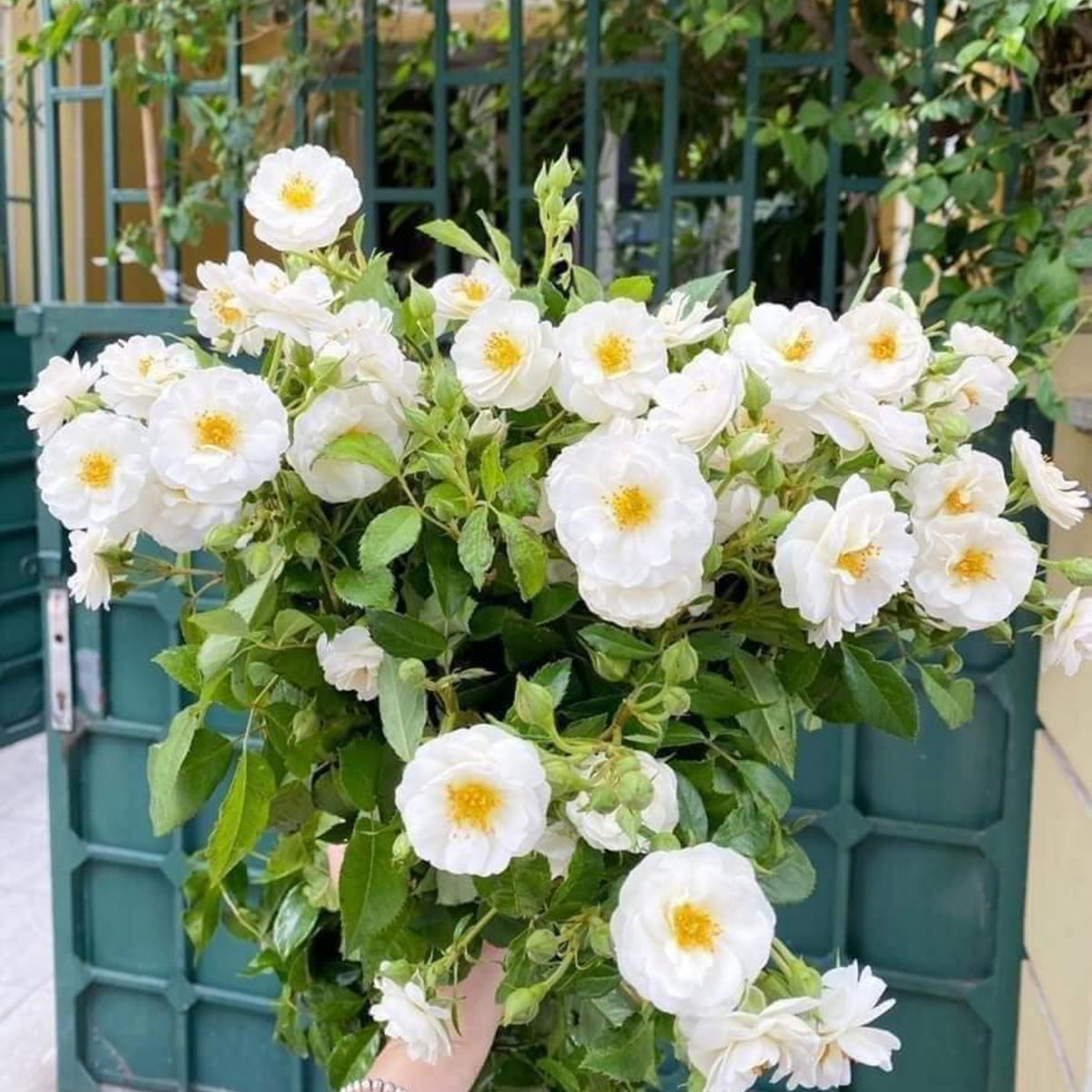 Friendship of Stranger Rose Seeds - 1155, 30+ seeds