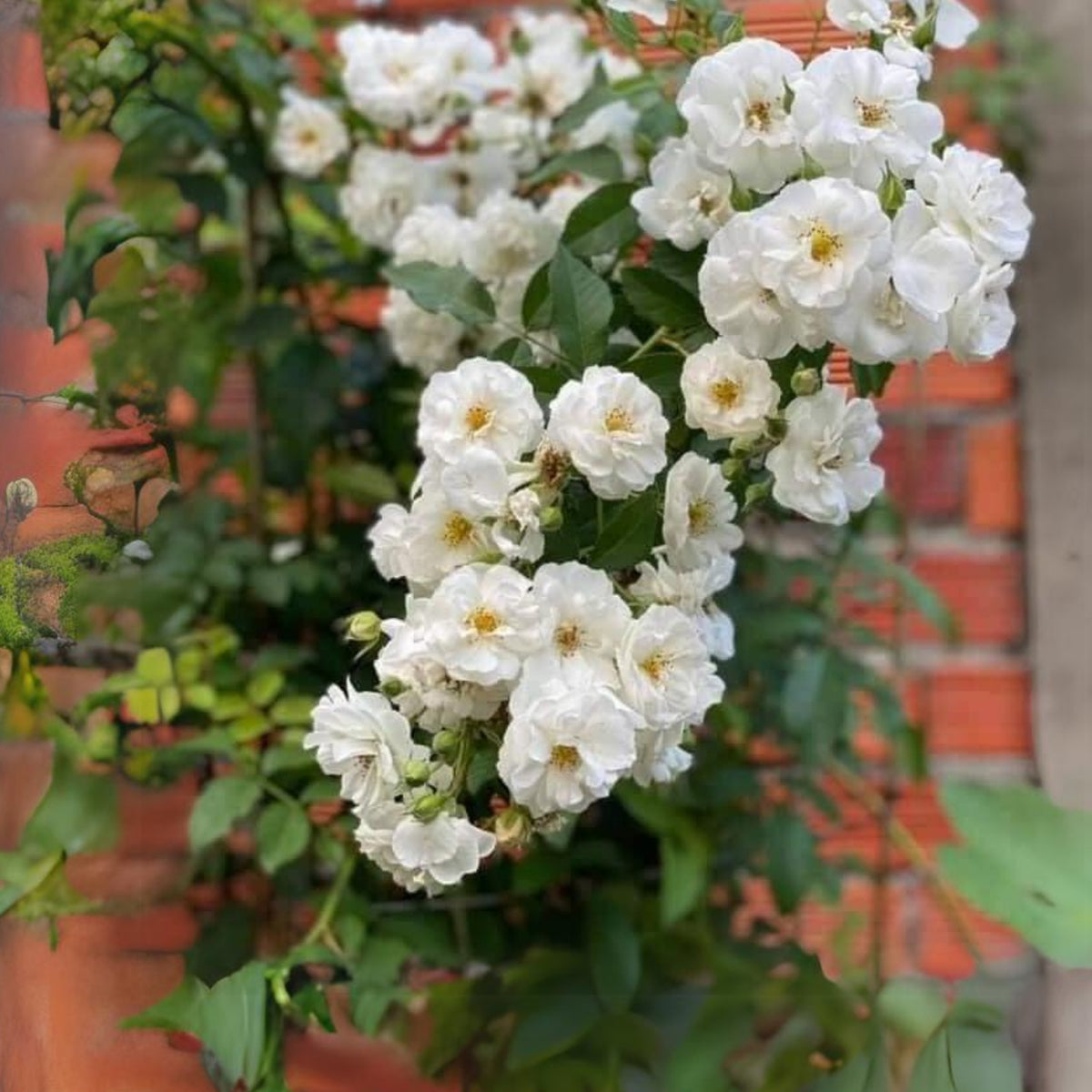 Friendship of Stranger Rose Seeds - 1155, 30+ seeds