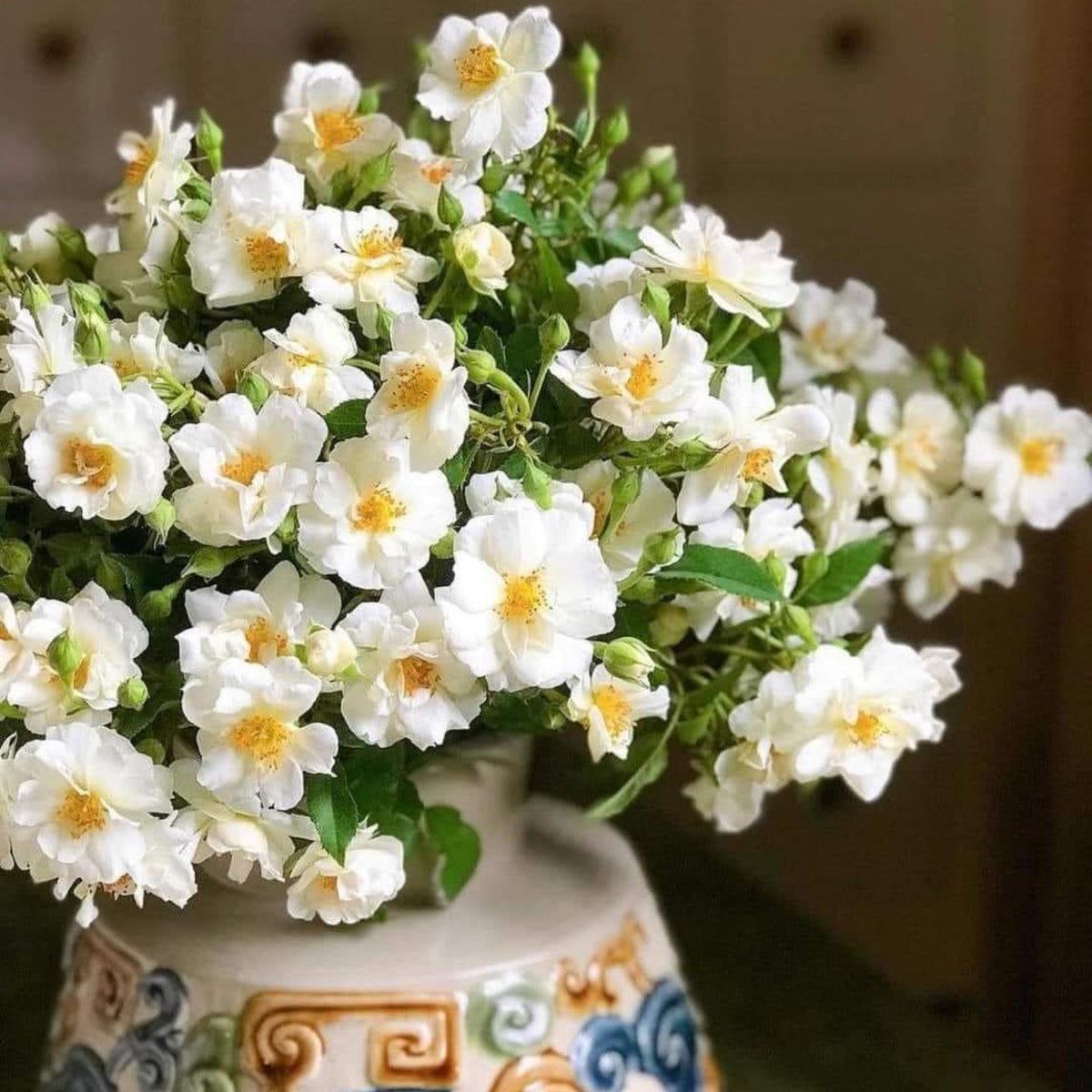 Friendship of Stranger Rose Seeds - 1155, 30+ seeds