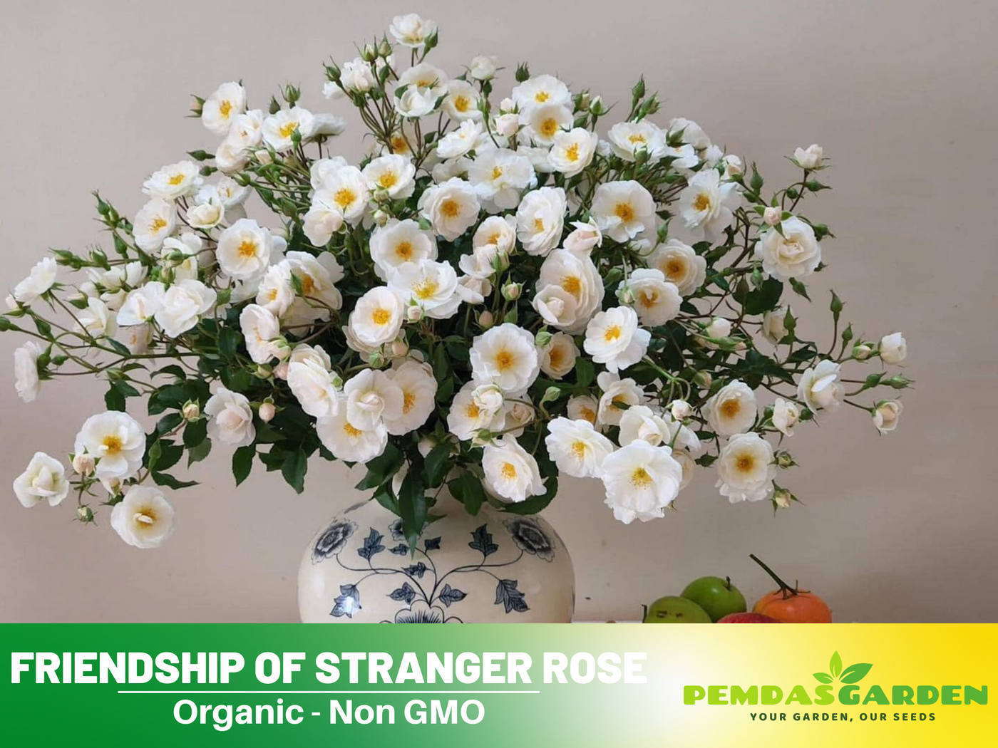 friendship plant seeds 30+ Seeds| Friendship Of Stranger Rose Seeds