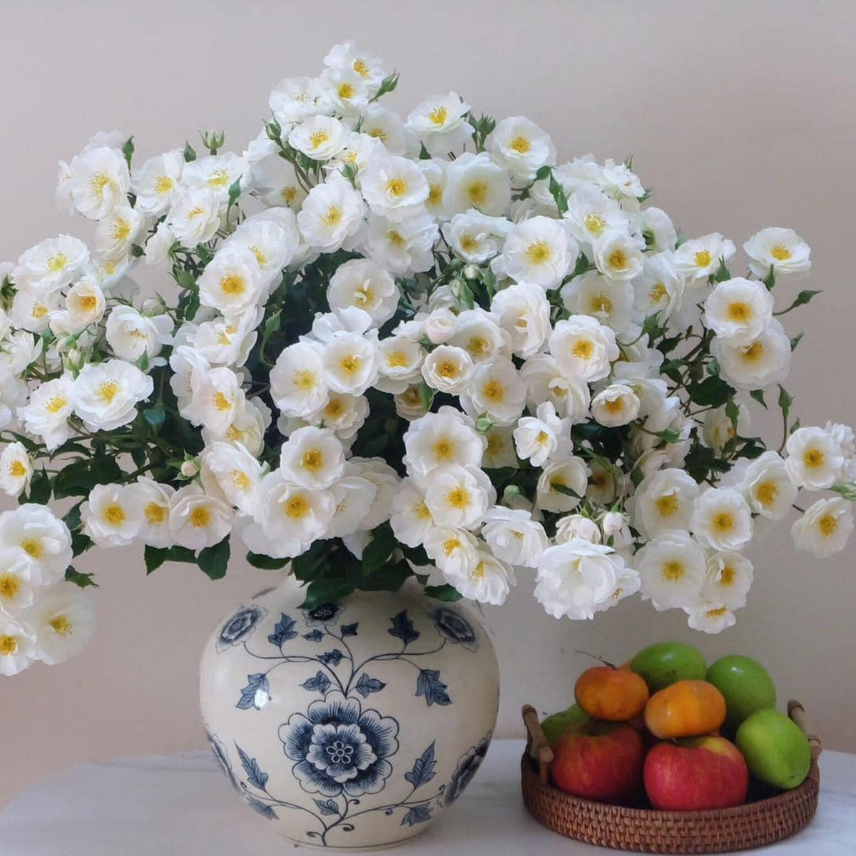 Friendship of Stranger Rose Seeds - 1155, 30+ seeds
