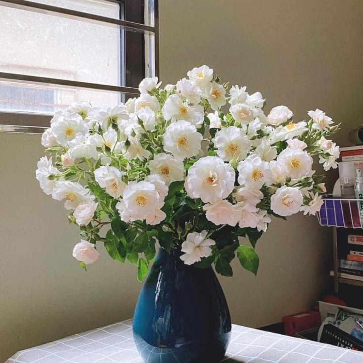 Friendship of Stranger Rose Seeds - 1155, 30+ seeds