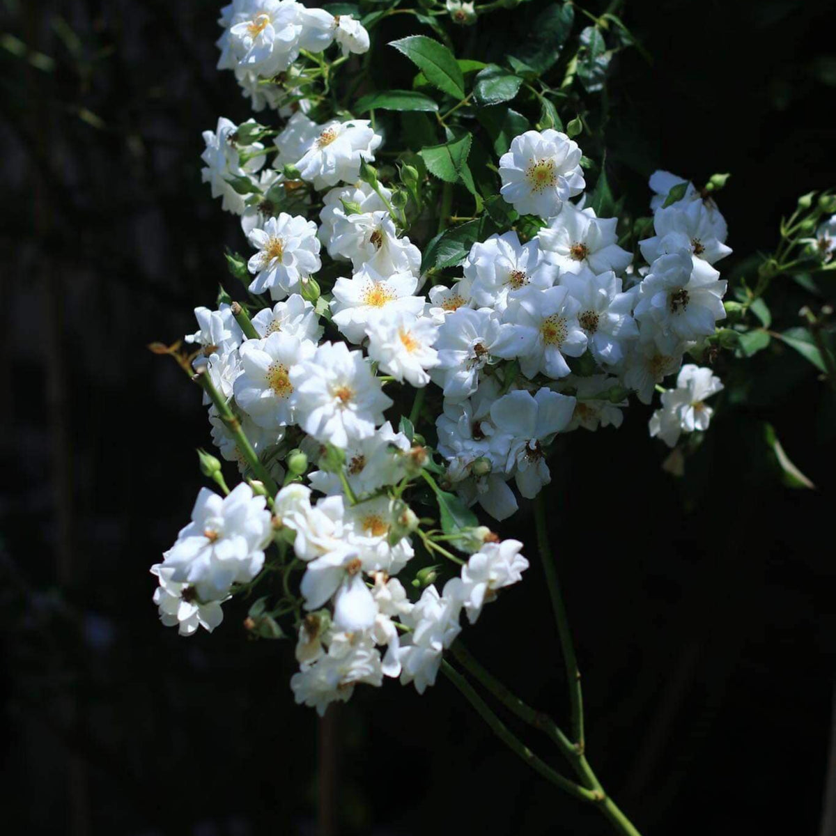 Friendship of Stranger Rose Seeds - 1155, 30+ seeds