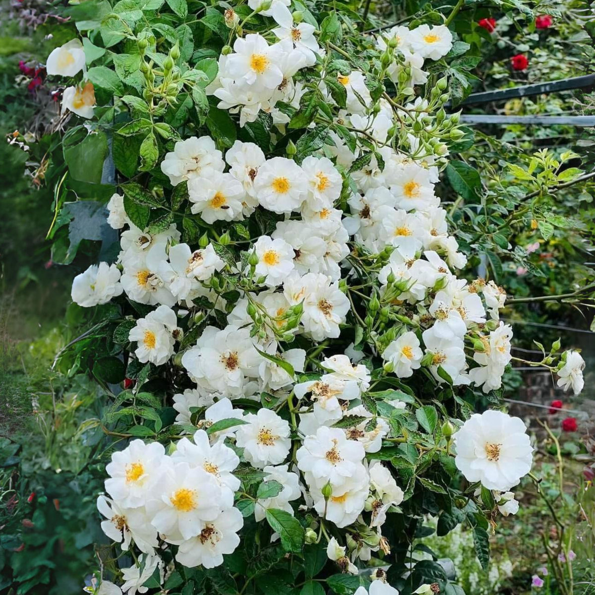 Friendship of Stranger Rose Seeds - 1155, 30+ seeds