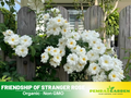 30+ Seeds| Friendship Of Stranger Rose Seeds #1155