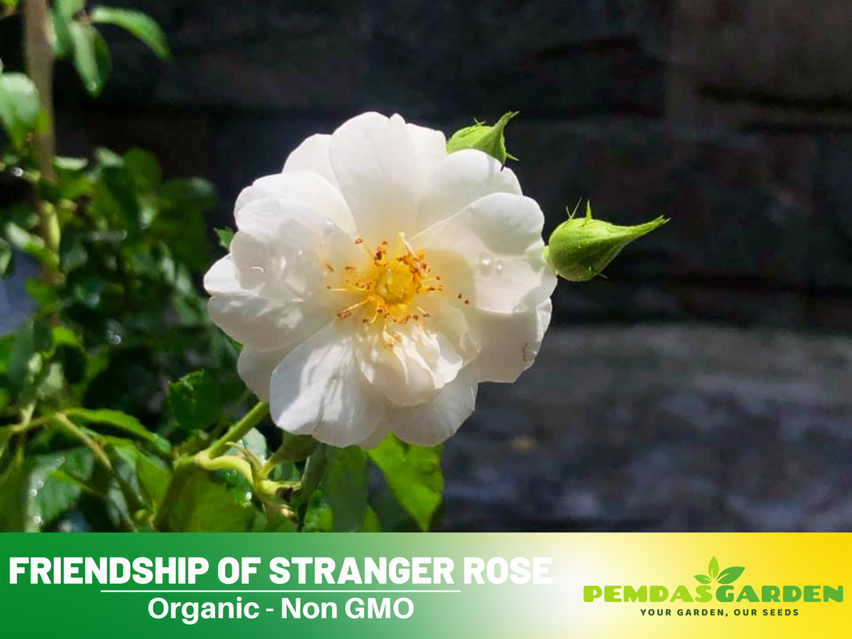 30+ Seeds| Friendship Of Stranger Rose Seeds #1155