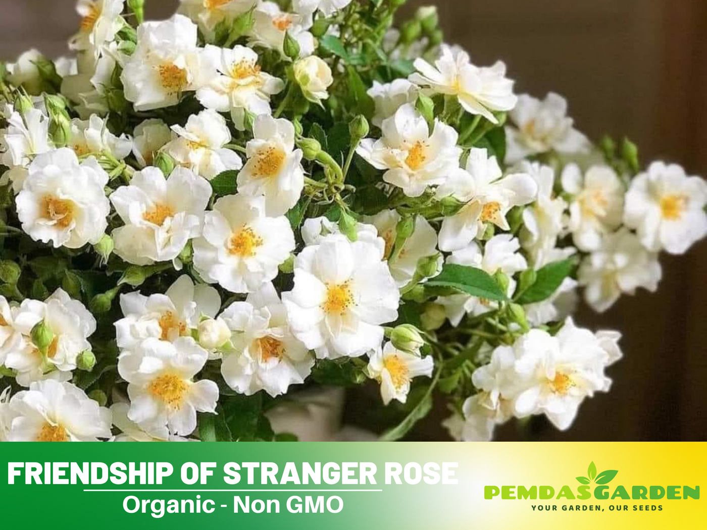 friendship plant seeds 30+ Seeds| Friendship Of Stranger Rose Seeds