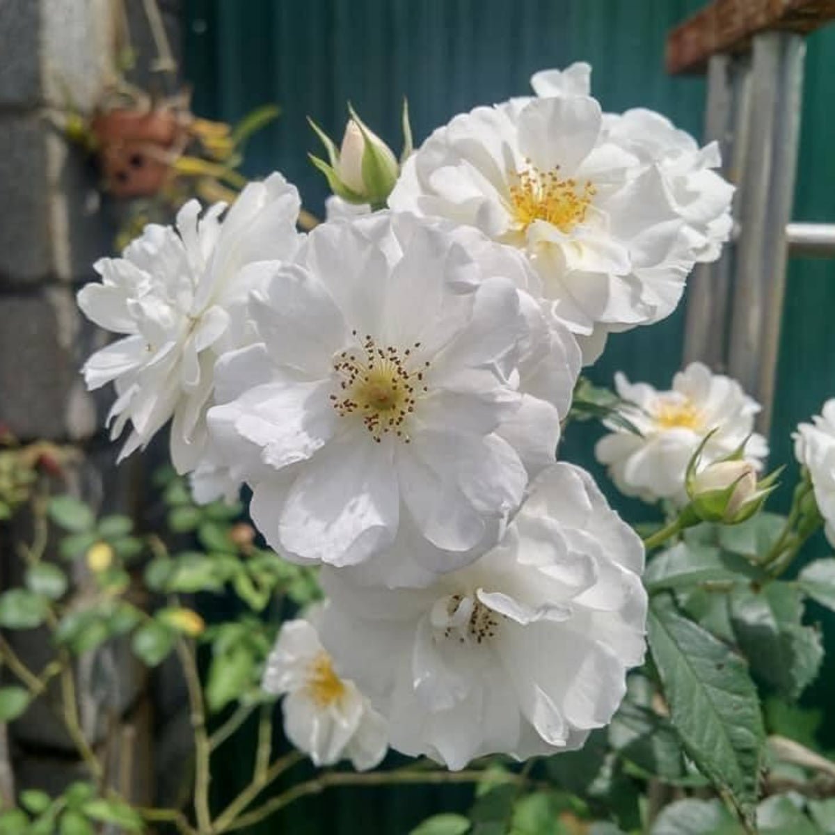 Friendship of Stranger Rose Seeds - 1155, 30+ seeds