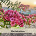 30+ Seeds| Mac Spice Rose Seeds - 1156