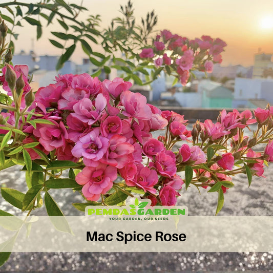 Sweet Chariot Rose Seeds, 30+ seeds