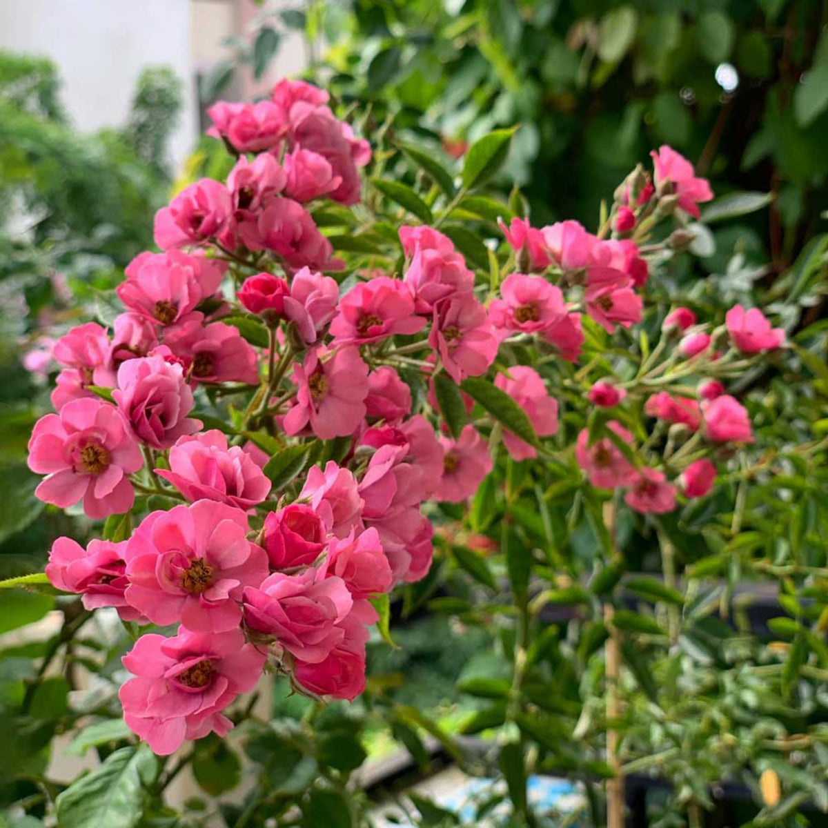Sweet Chariot Rose Seeds, 30+ seeds