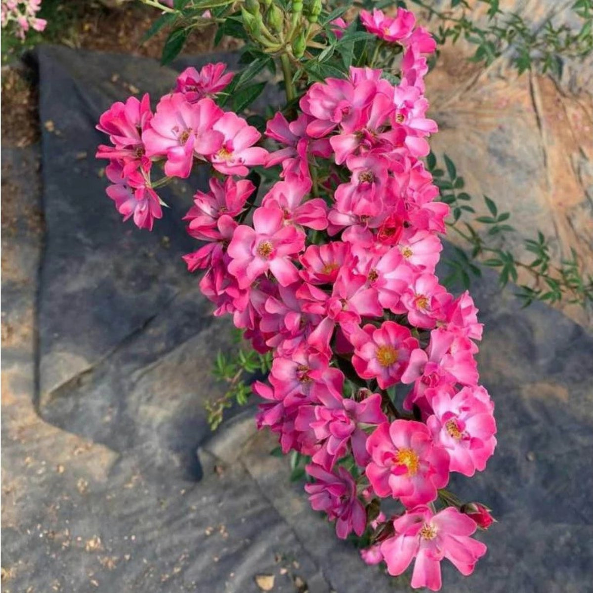 Mac Spice Rose Seeds - 1156, 30+ seeds