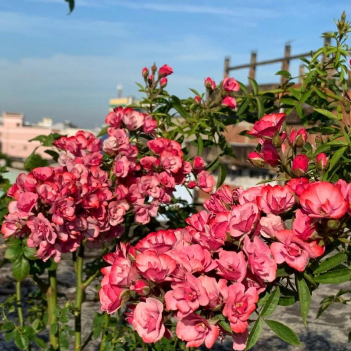 Mac Spice Rose Seeds, 30+ seeds