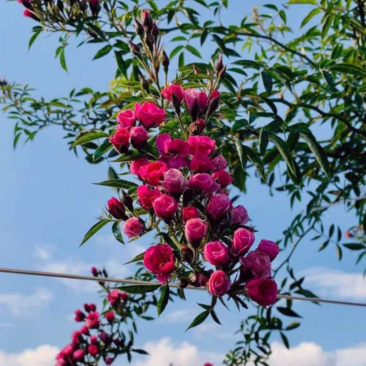 Sweet Chariot Rose Seeds, 30+ seeds