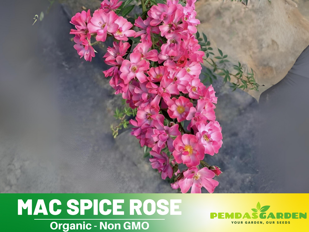 30+ Seeds| Mac Spice Rose Seeds - 1156
