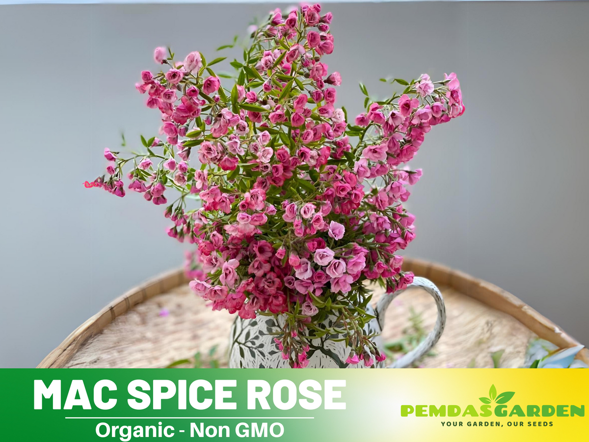 30+ Seeds| Mac Spice Rose Seeds - 1156