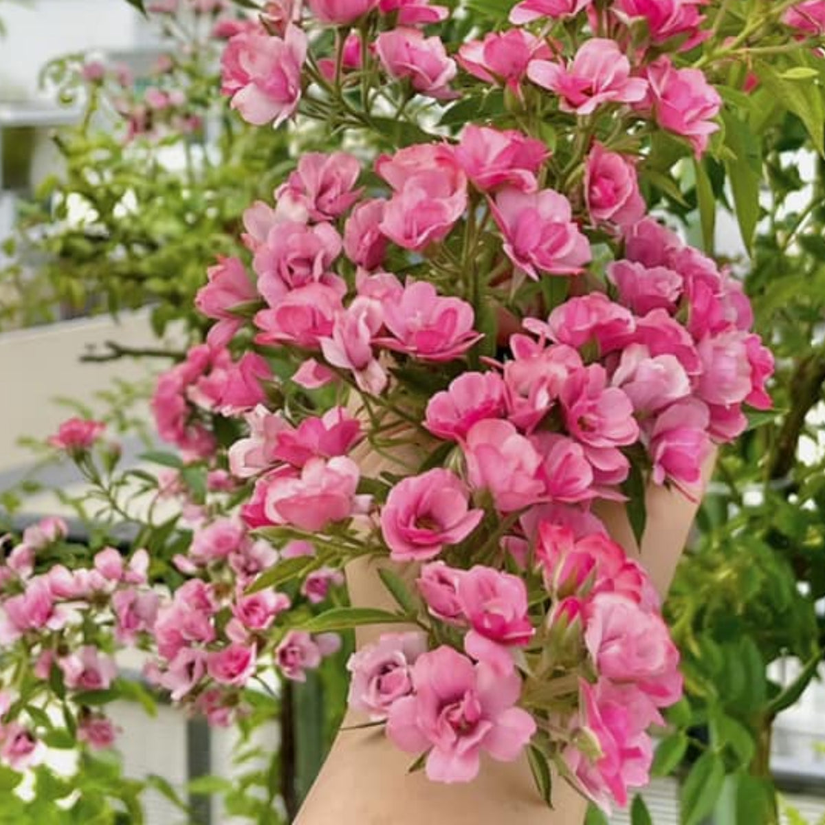 Mac Spice Rose Seeds, 30+ seeds