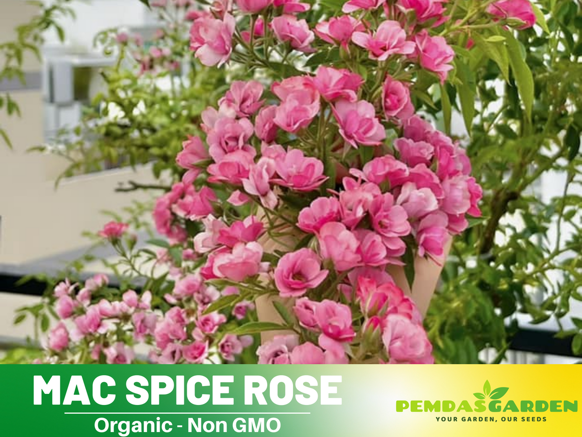 30+ Seeds| Mac Spice Rose Seeds #1156