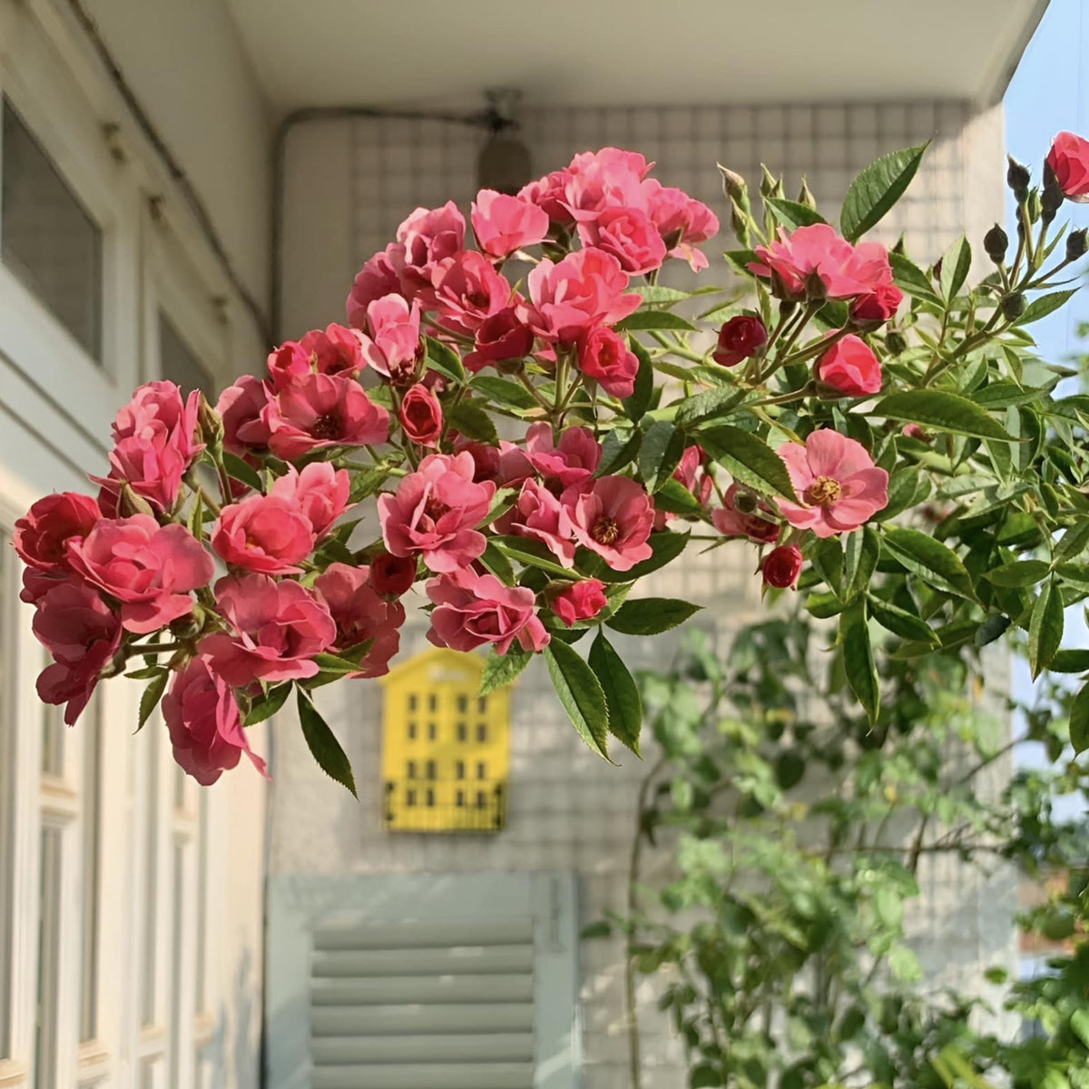Mac Spice Rose Seeds - 1156, 30+ seeds