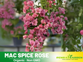 30+ Seeds| Mac Spice Rose Seeds #1156