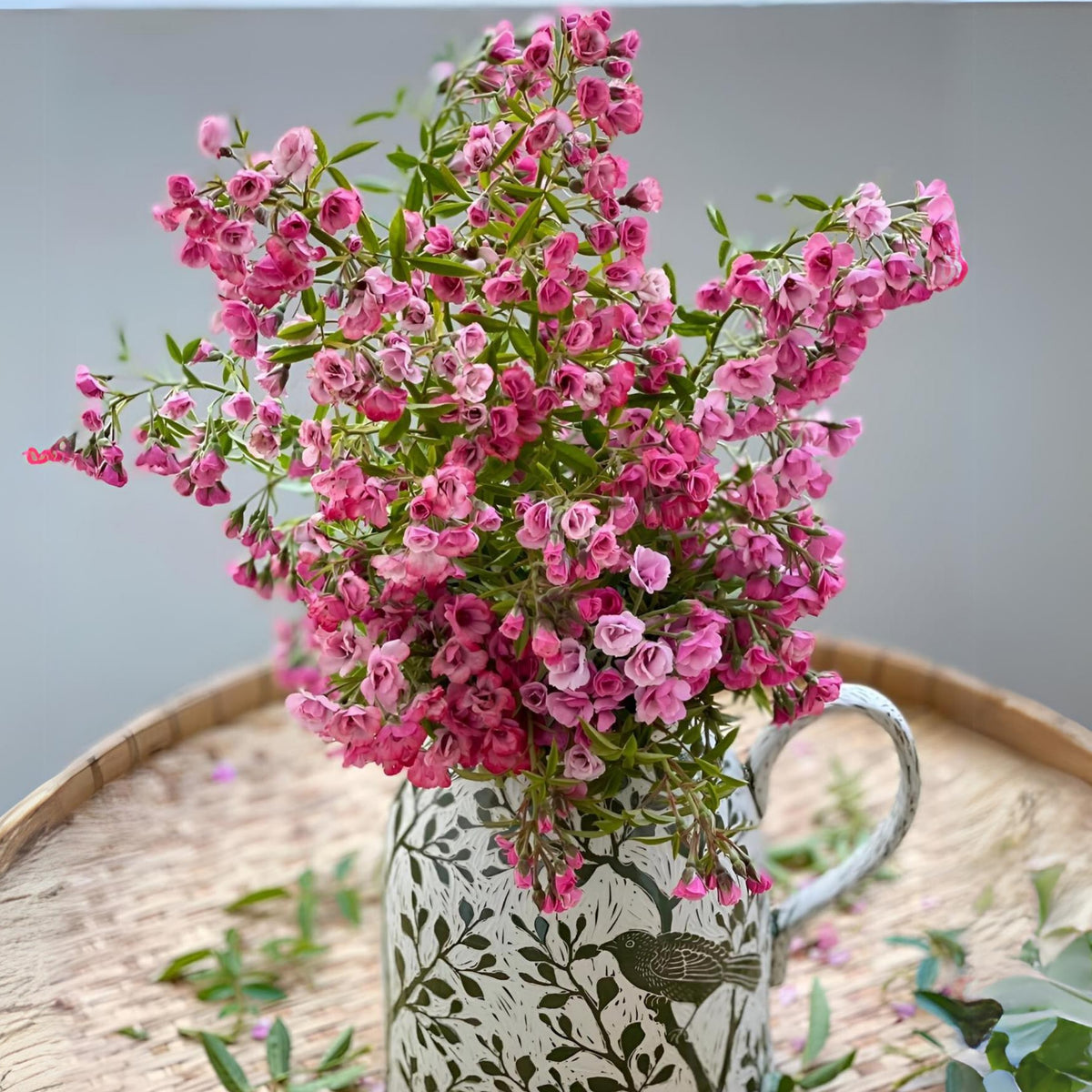 Mac Spice Rose Seeds - 1156, 30+ seeds