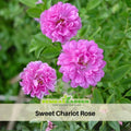 30+ Seeds| Sweet Chariot Rose Seeds #1157