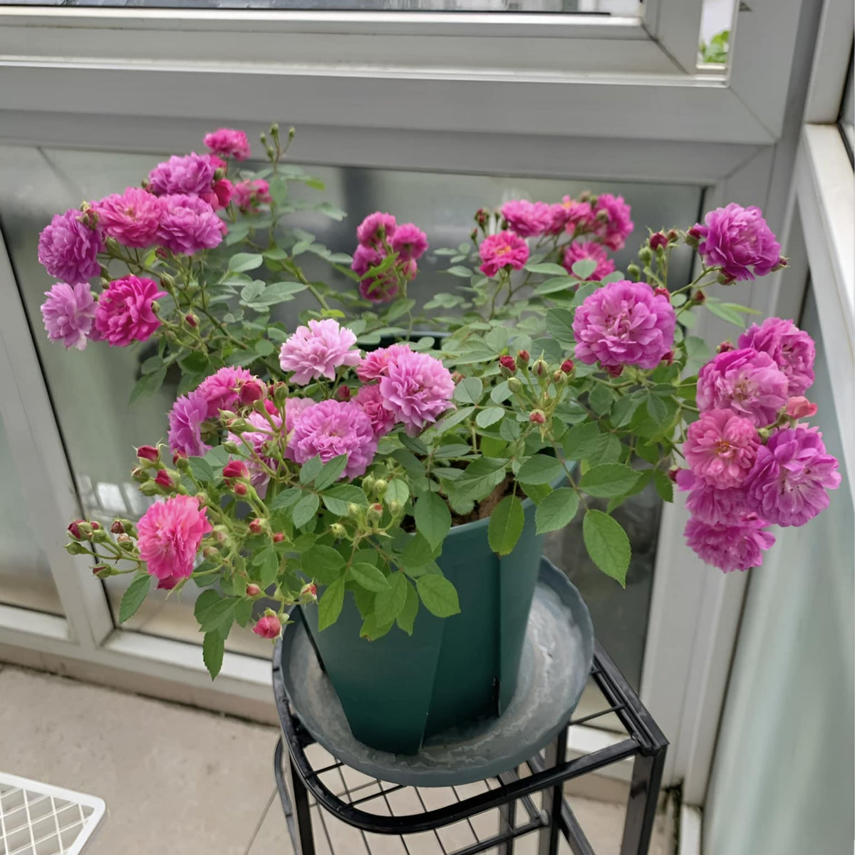 Sweet Chariot Rose Seeds, 30+ seeds