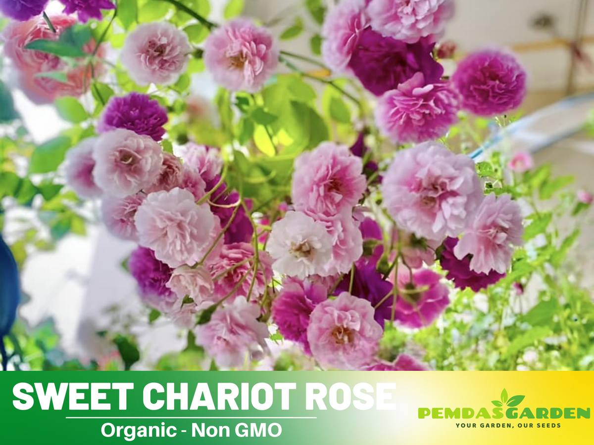 30+ Seeds| Sweet Chariot Rose Seeds  #1157