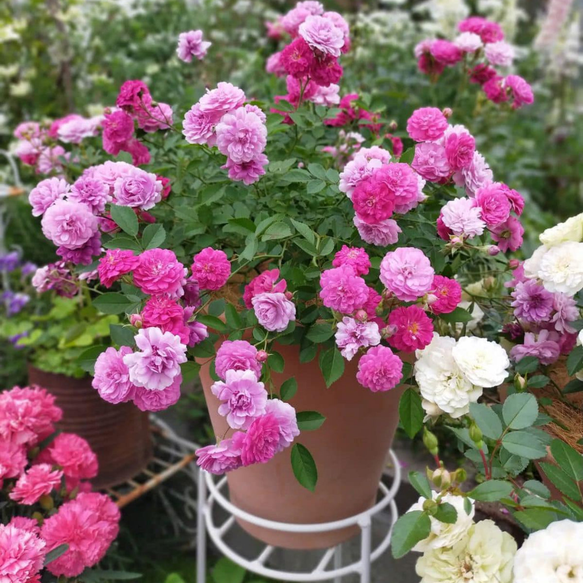 Sweet Chariot Rose Seeds, 30+ seeds