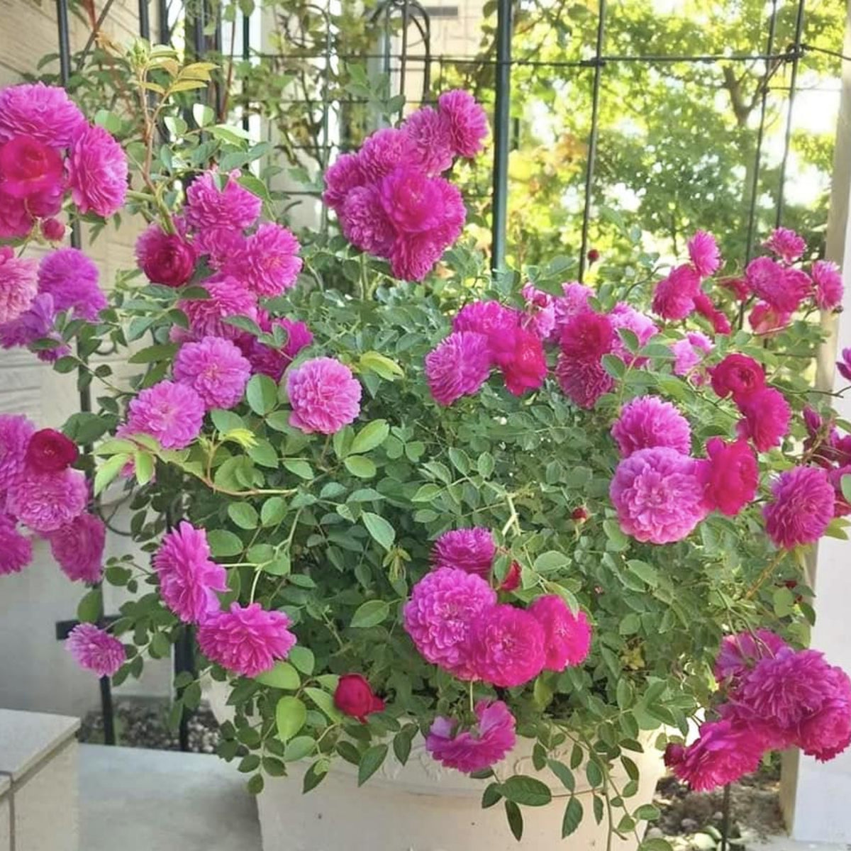 Sweet Chariot Rose Seeds, 30+ seeds