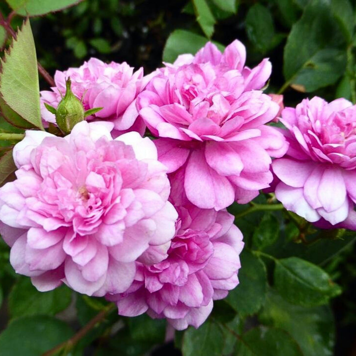 Sweet Chariot Rose Seeds, 30+ seeds