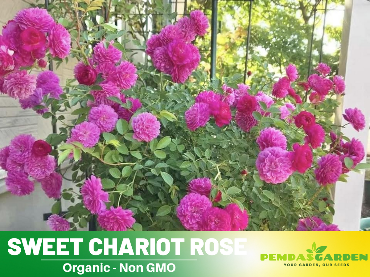 30+ Seeds| Sweet Chariot Rose Seeds #1157